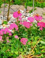 Butterflies and Sedum