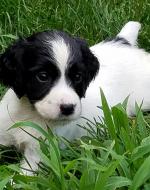 English Springer Spaniel Puppy