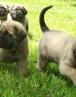 English Mastiff Puppies