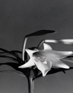 Mapplethorpe, Robert. Easter Lilies. 1979. 