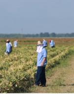 Correctional officer on horse patrolling a prison farm as imprisoned people pick cotton