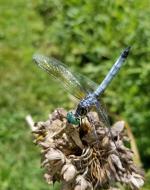 Blue Dragonfly