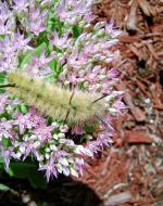 Fuzzy Caterpillar